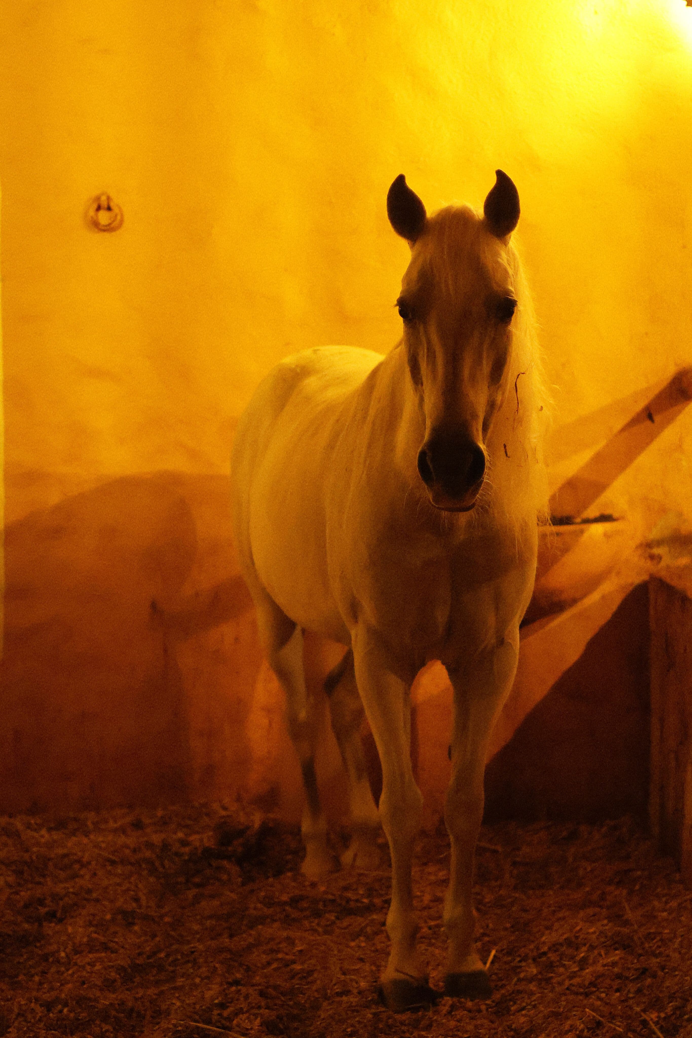 Horse Management
