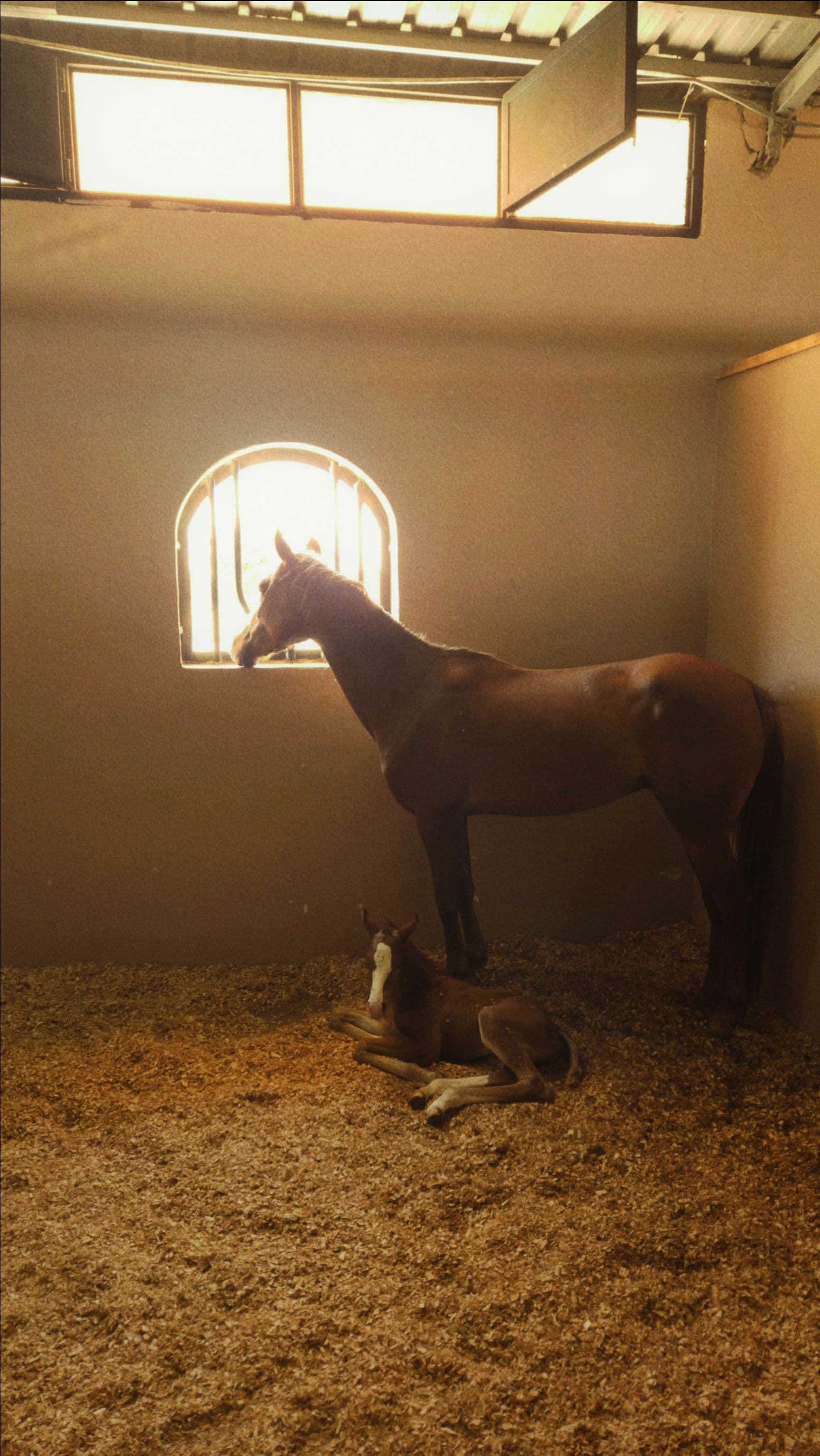 Horse Care